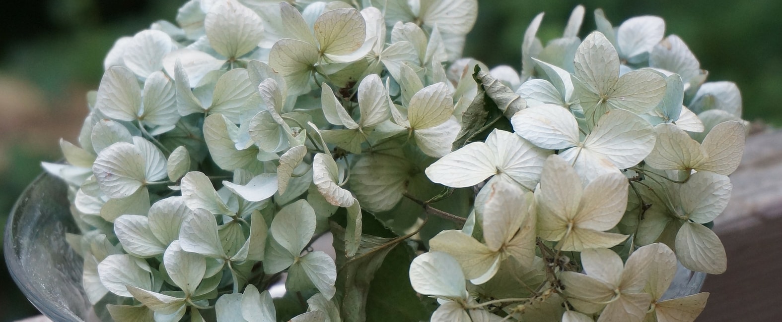 Wie man Hortensienblüten trocknet
Hortensien (Hydrangea) sind wunderschöne Blumen, die sich hervorragend zum Trocknen eignen. Getrocknete Hortensienblüten können für verschiedene Dekorationszwecke verwendet werden, wie zum Beispiel für Gestecke, Kränze oder einfach als Tischdekoration. Hier sind einige einfache Schritte, um Hortensienblüten erfolgreich zu trocknen:
1. **Der richtige Zeitpunkt**: Der beste Zeitpunkt, um Hortensienblüten zum Trocknen zu schneiden, ist gegen Ende der Blütezeit, wenn die Blütenblätter etwas papierartig werden. Dies ist in der Regel im Spätsommer oder frühen Herbst der Fall.
2. **Schneiden der Blüten**: Schneiden Sie die Blütenstiele mit einer scharfen Gartenschere ab. Wählen Sie Blüten, die noch in gutem Zustand sind, ohne Anzeichen von Schimmel oder Verfall.
3. **Vorbereitung zum Trocknen**: Entfernen Sie die Blätter von den Stielen, da diese beim Trocknen welken und unansehnlich werden können. Binden Sie die Stiele zu kleinen Sträußen zusammen.
4. **Trocknen an der Luft**: Hängen Sie die Sträuße kopfüber an einem dunklen, trockenen und gut belüfteten Ort auf. Dunkelheit ist wichtig, um die Farbe der Blüten zu erhalten. Der Trocknungsprozess kann einige Wochen dauern.
5. **Alternative Methode – Trocknen in Wasser**: Eine weniger bekannte Methode ist das Trocknen der Hortensien in Wasser. Stellen Sie die Stiele in eine Vase mit etwa 5 cm Wasser und lassen Sie das Wasser langsam verdunsten. Diese Methode kann dazu beitragen, dass die Blüten ihre Form und Farbe besser behalten.
6. **Lagerung**: Sobald die Blüten vollständig getrocknet sind, können sie für die spätere Verwendung aufbewahrt werden. Lagern Sie sie an einem trockenen Ort, fern von direkter Sonneneinstrahlung, um ihre Farbe zu bewahren.
Getrocknete Hortensienblüten sind eine wunderbare Möglichkeit, die Schönheit Ihres Gartens in die Innenräume zu bringen und können über viele Monate hinweg Freude bereiten.