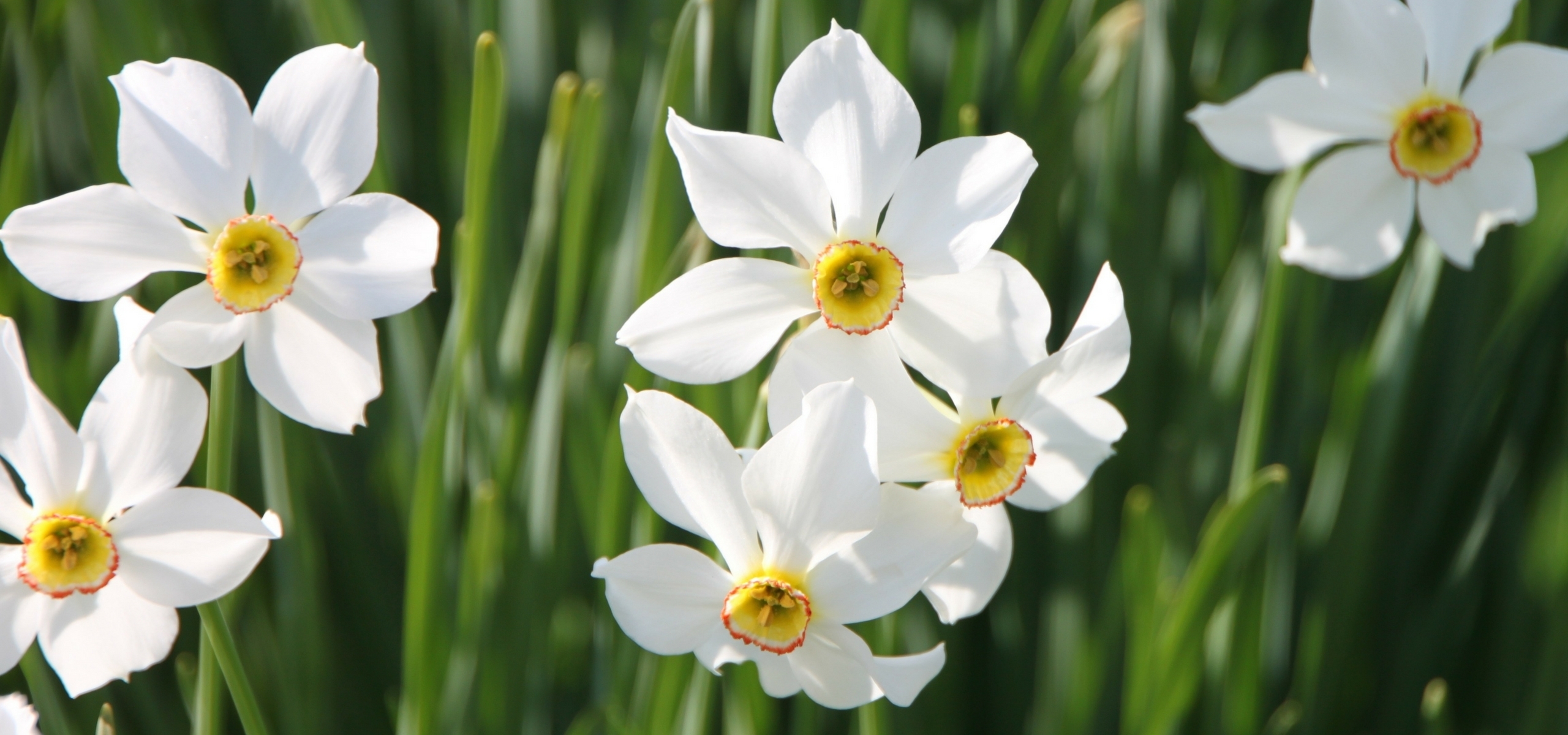 Spätes Pflanzen von Frühlingszwiebeln