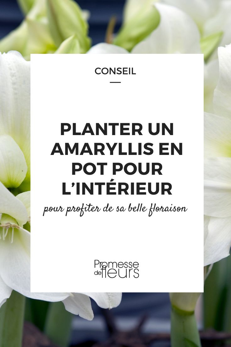 Amaryllis im Topf pflanzen Tipps zum Einpflanzen einer Amaryllis im Topf und wie Sie ihre prächtige Blüte in Ihrem Zuhause genießen können