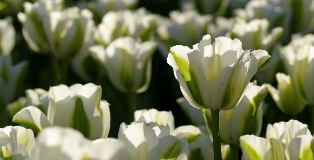 Meine Tulpen wieder zum Blühen bringen