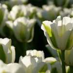 Meine Tulpen wieder zum Blühen bringen