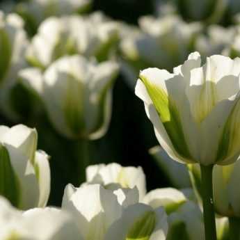 Meine Tulpen wieder zum Blühen bringen