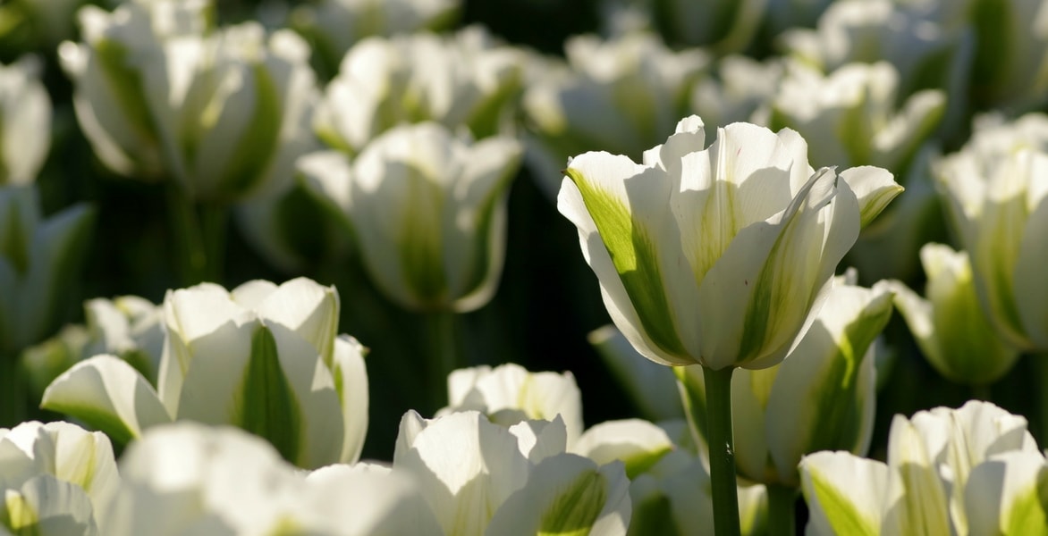 Was tun mit Tulpen nach der Blüte, um ihre Lebensdauer zu verlängern?