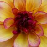 Dahlien teilen