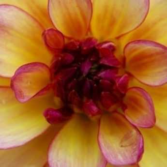 Dahlien teilen