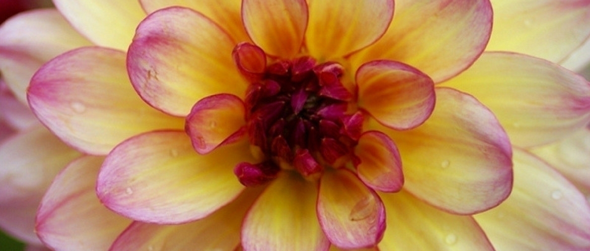 Dahlien teilen
