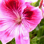 Duftende Pelargonien: Pflege und Erfolgstipps