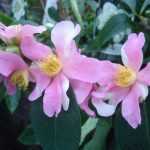 Der Camellia sasanqua Yume, ein Meister der Blüte.