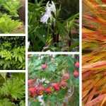 Bringen Sie Exotik in Ihre Beete!