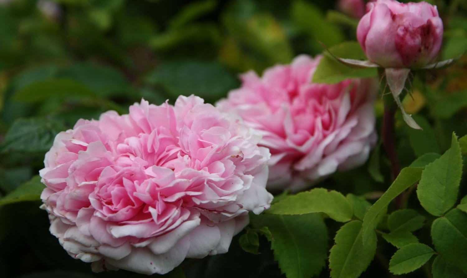 Rosen vermehren durch Stecklinge: Wann und wie?