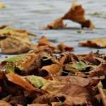 Verwelkte Blätter – wie man sie im Garten nutzen kann