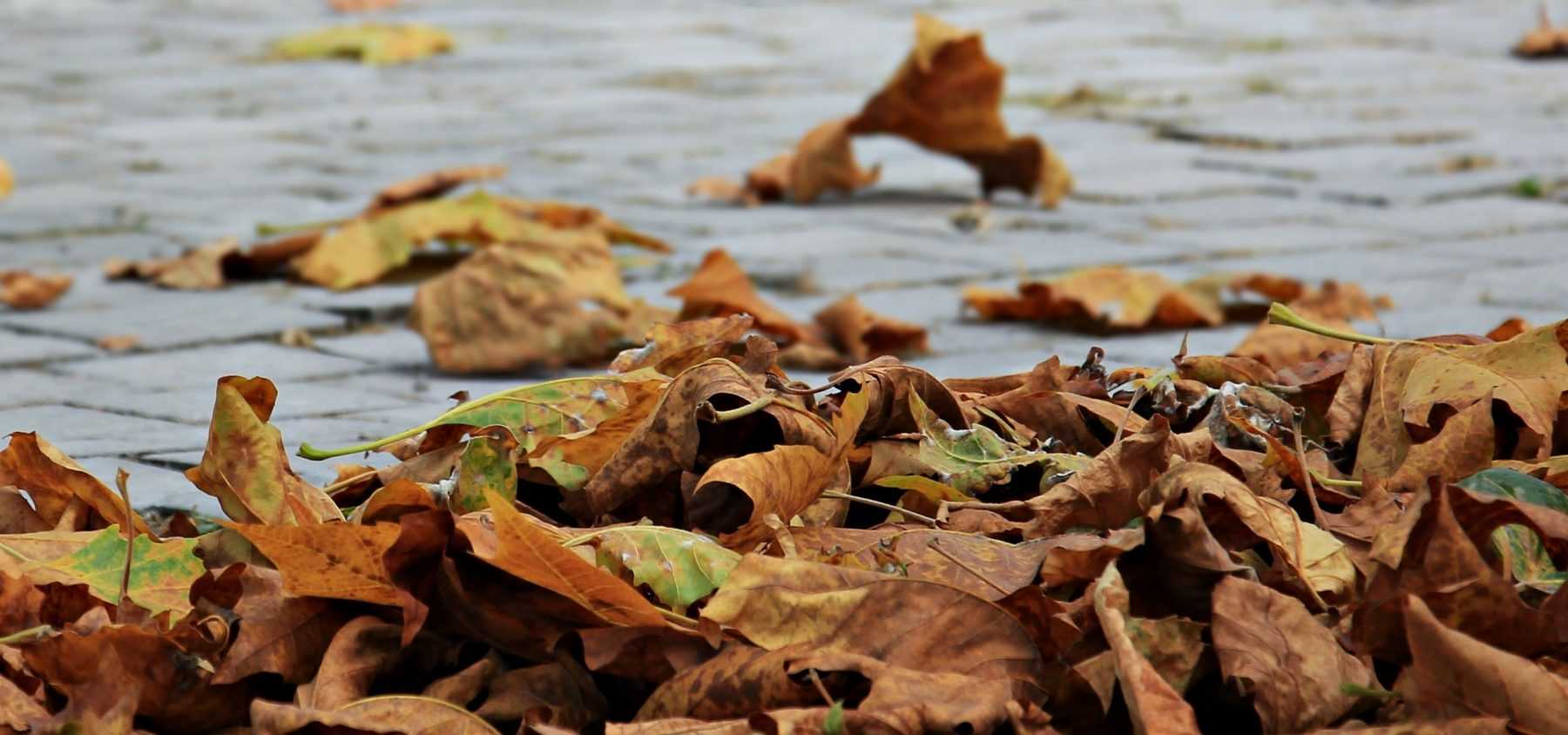 Verwelkte Blätter – wie man sie im Garten nutzen kann