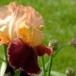 Iris germanica: Wie kann man sie vermehren?