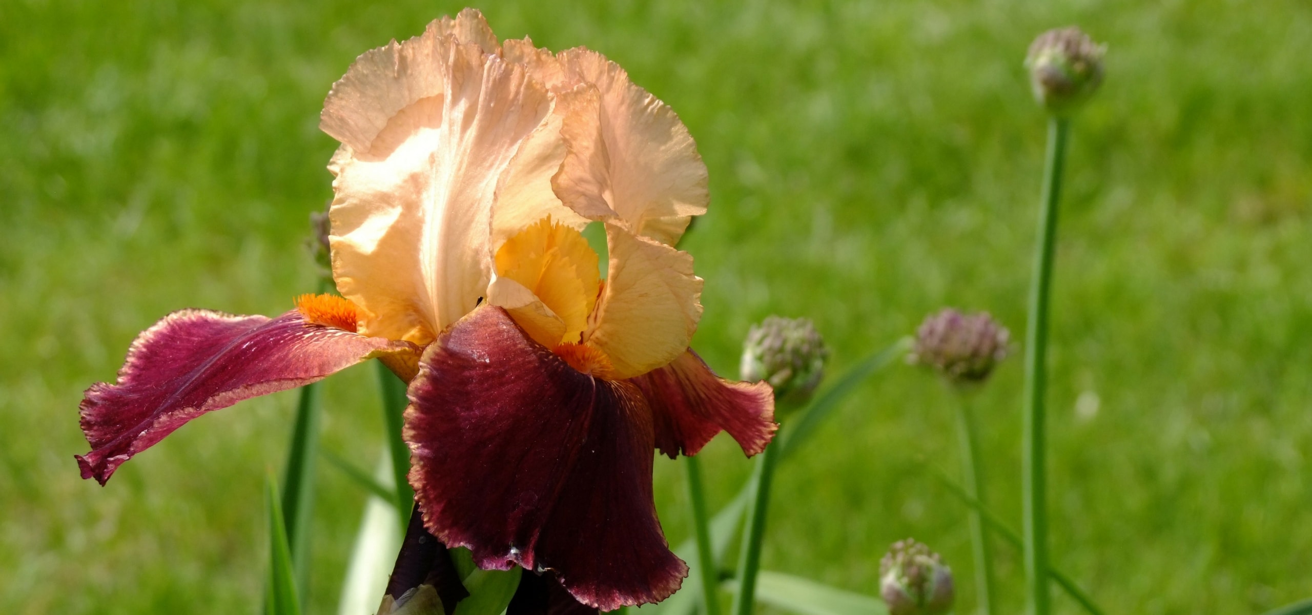 Iris germanica: Wie kann man sie vermehren?