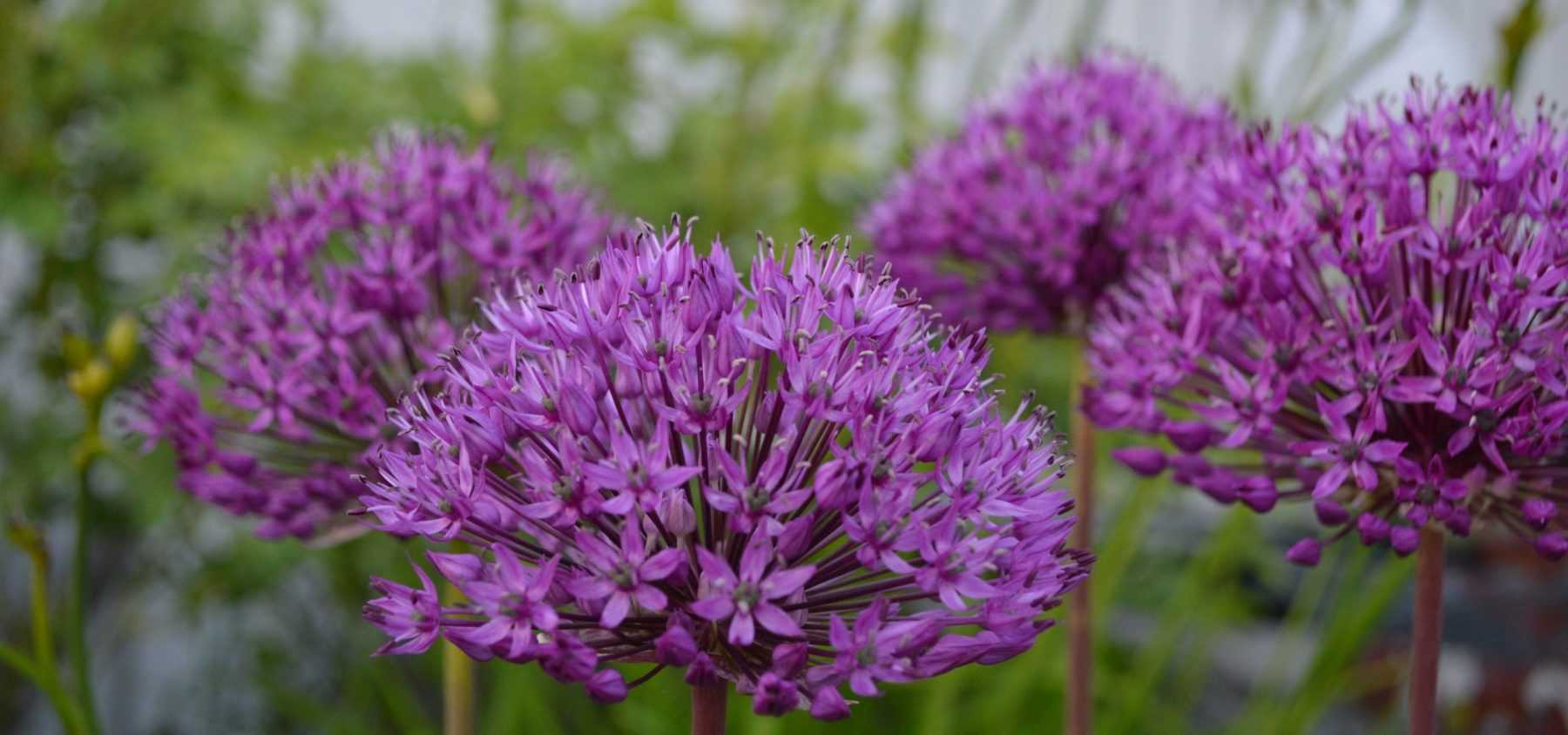 Allium pflanzen