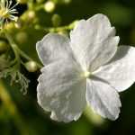Stecklinge vom Kletterhortensien oder Hydrangea petiolaris