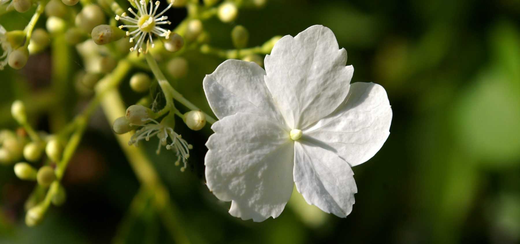 Stecklinge vom Kletterhortensien oder Hydrangea petiolaris