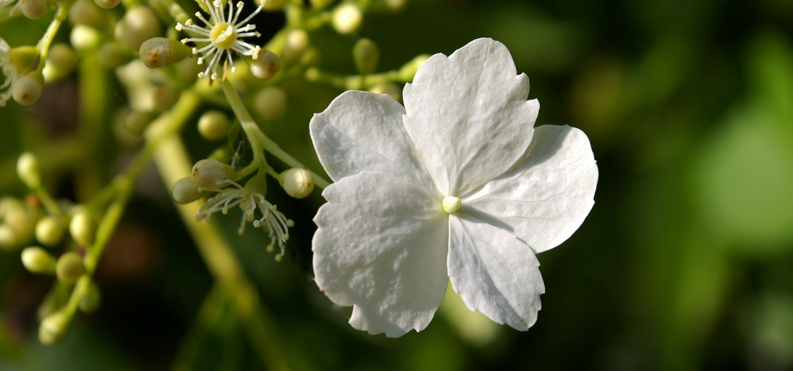 Sternhortensie oder Hydrangea petiolaris durch Stecklinge vermehren