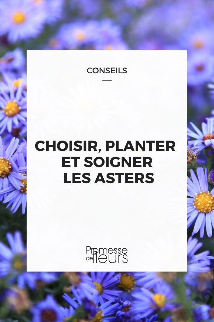 Aster erfolgreich kultivieren Erfolgreich mit Astern