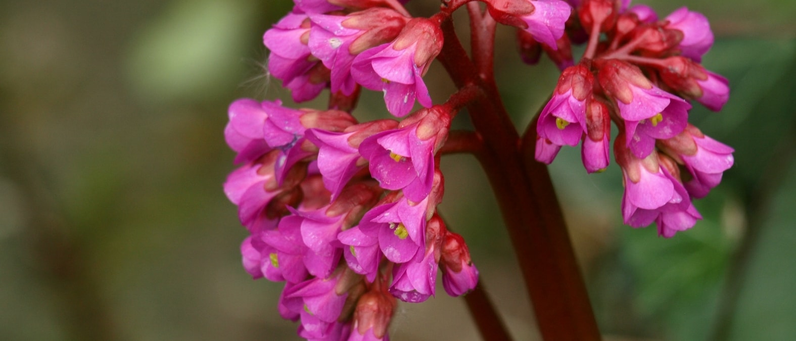Frühjahrsblühende Stauden - Bergenia