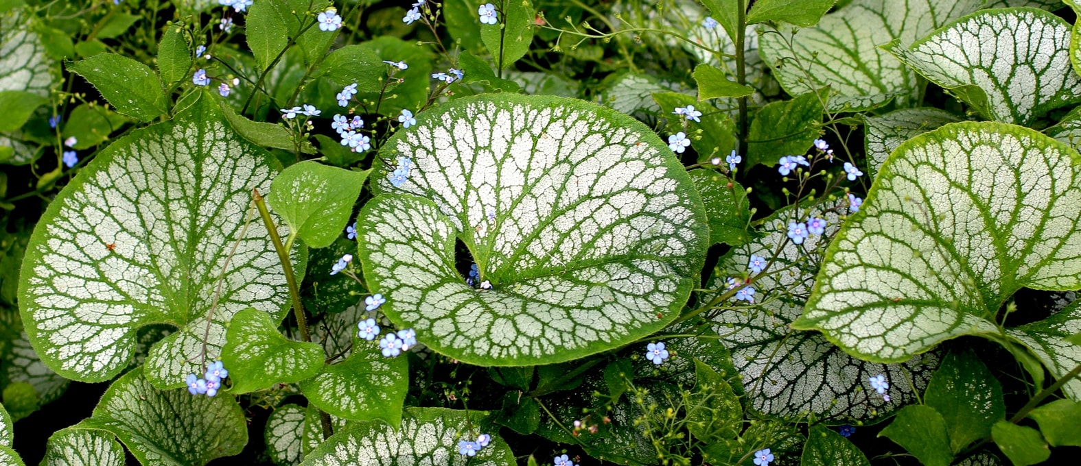 Brunnera, Kaukasus-Vergissmeinnicht