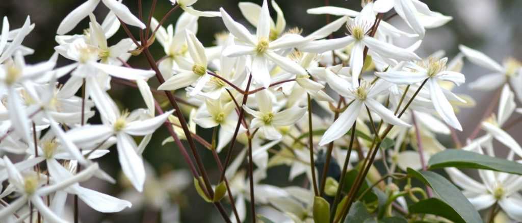 Immergrüne Clematis: Auswahl, Pflanzung und Pflege
