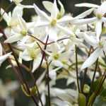 Immergrüne Clematis: Auswahl, Pflanzung und Pflege