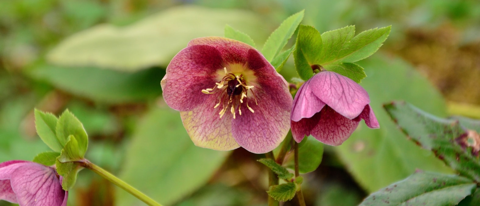 Christrose, Lenzrose