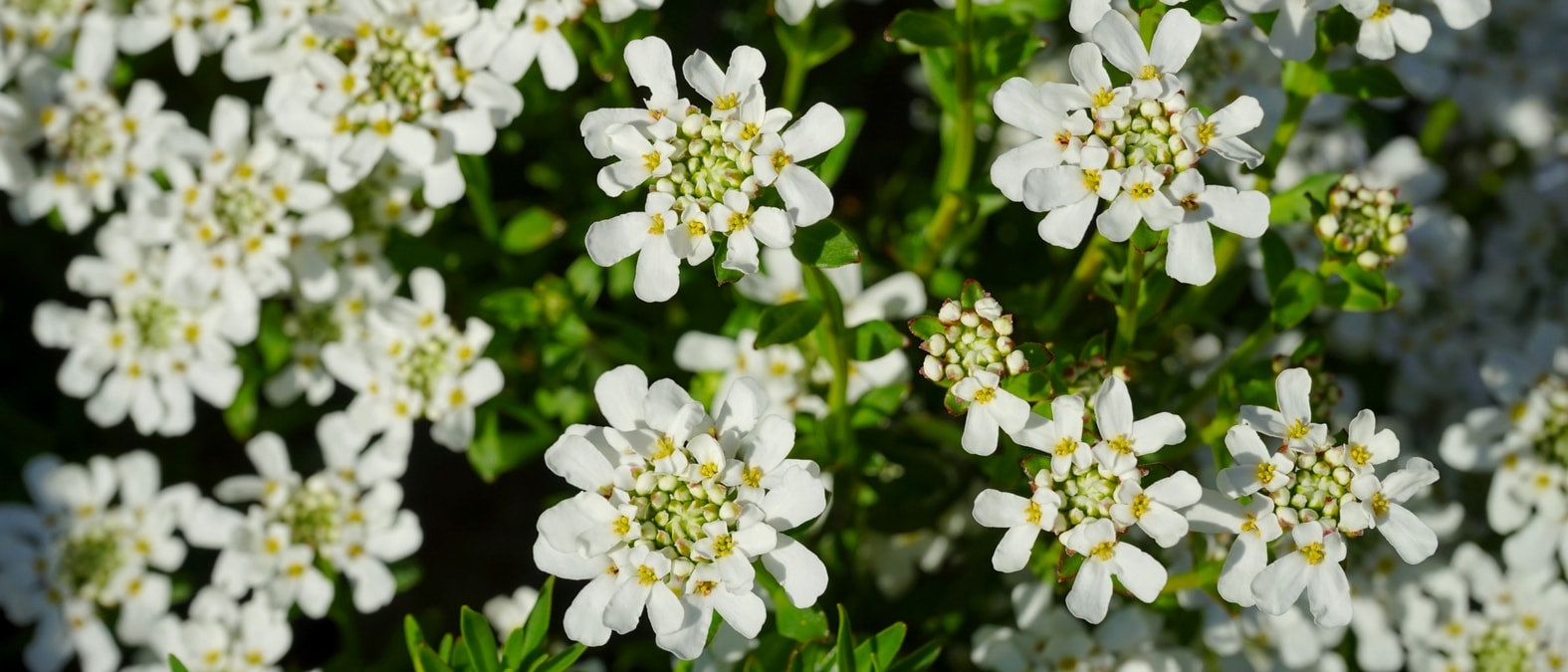 Frühjahrsblühende Stauden - Thlaspi