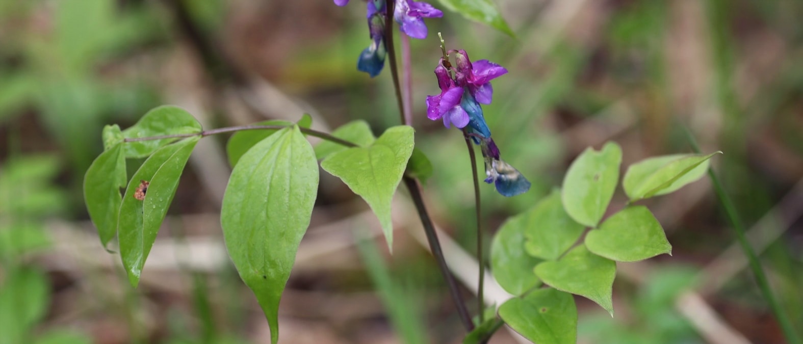 Frühlingsblühende Stauden - Frühlings-Platterbse, Lathyrus vernus