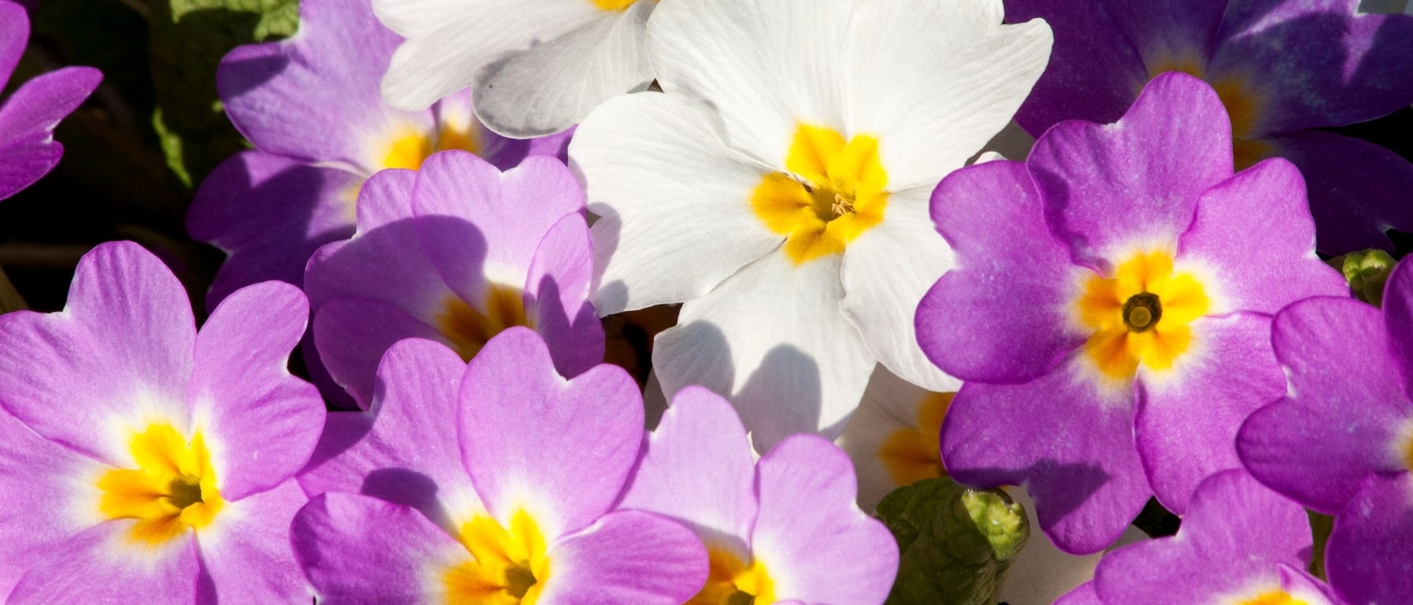 Frühlingsblumen