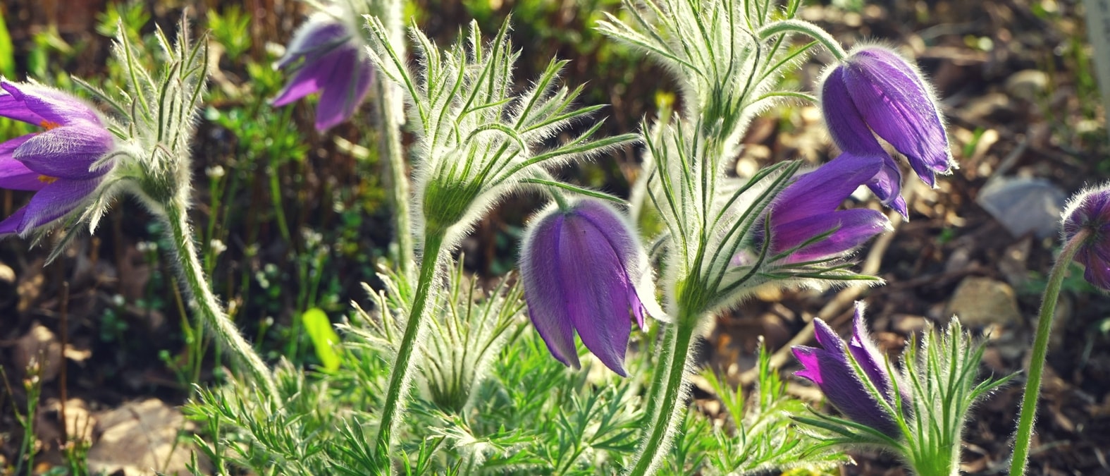 Frühlingsblühende Stauden - Kuhschelle (Anemone pulsatilla)