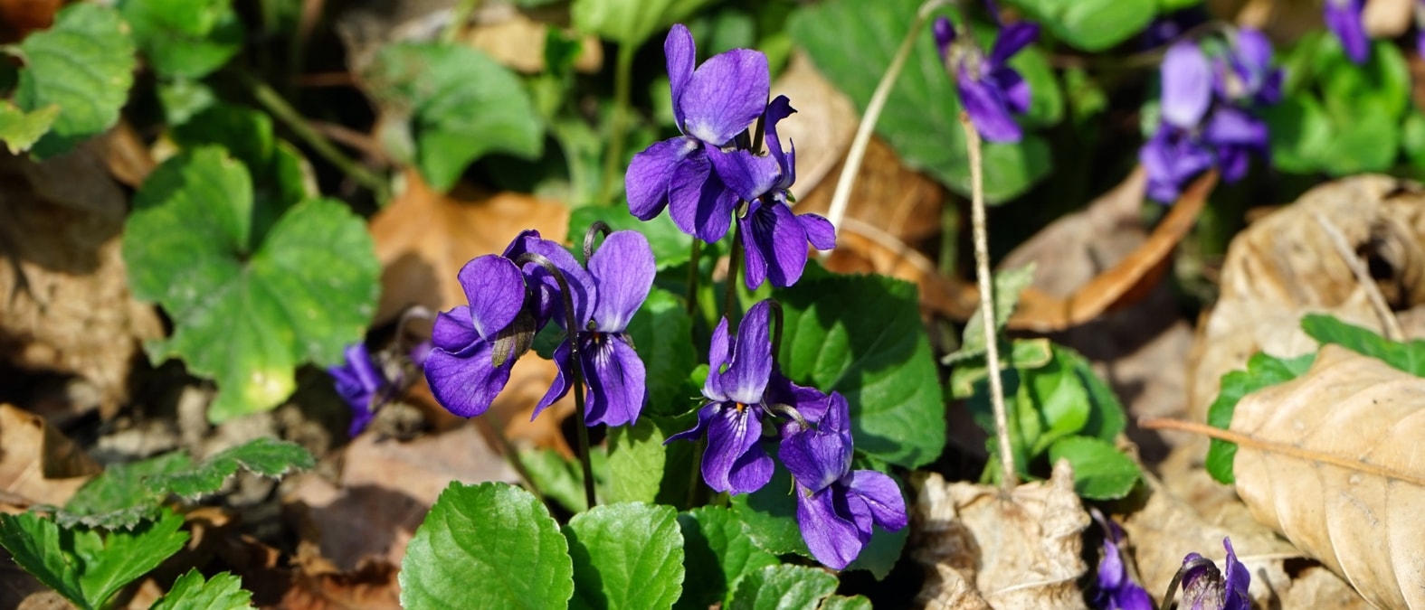 Frühlingsblühende Stauden - Duftveilchen