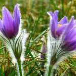 10 Stauden mit Frühjahrsblüte