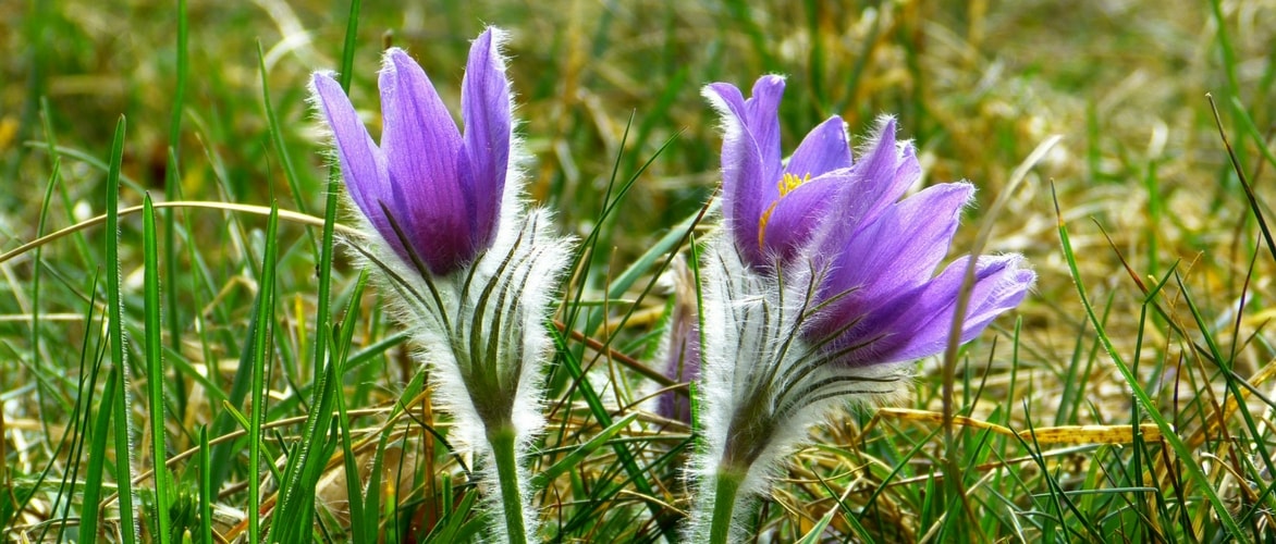 10 Stauden mit Frühjahrsblüte