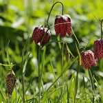 Das Ansiedeln von Schachblumen erfolgreich gestalten
