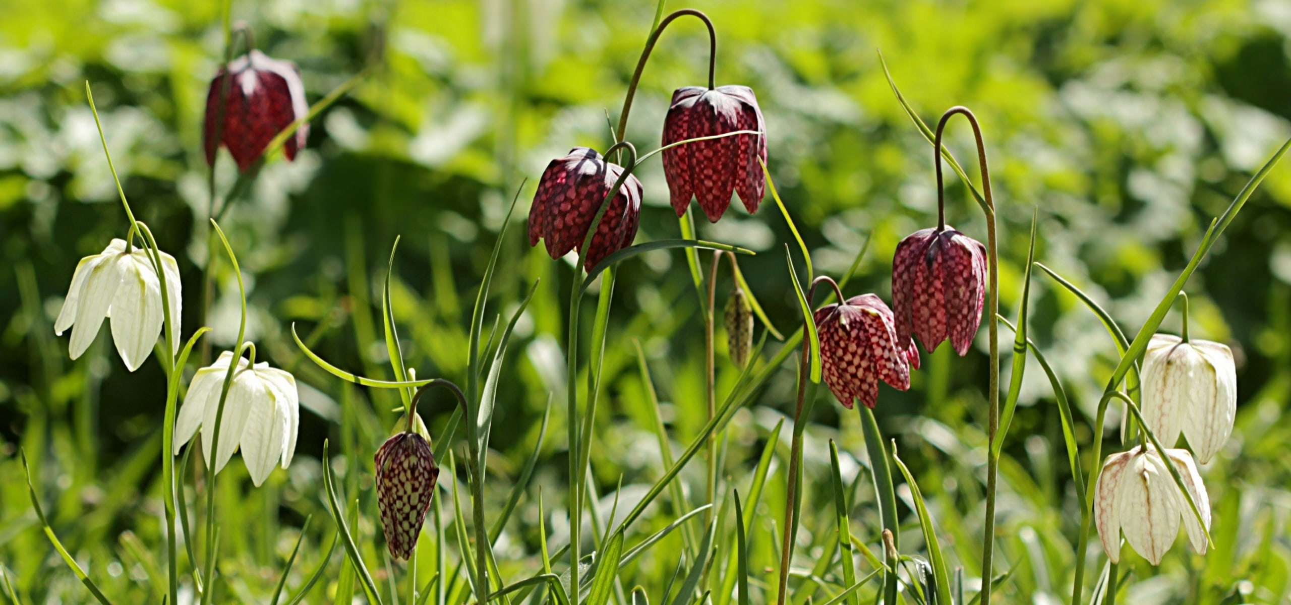 Das Ansiedeln von Schachblumen erfolgreich gestalten