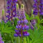 Erfolgreiche Lupinen pflanzen