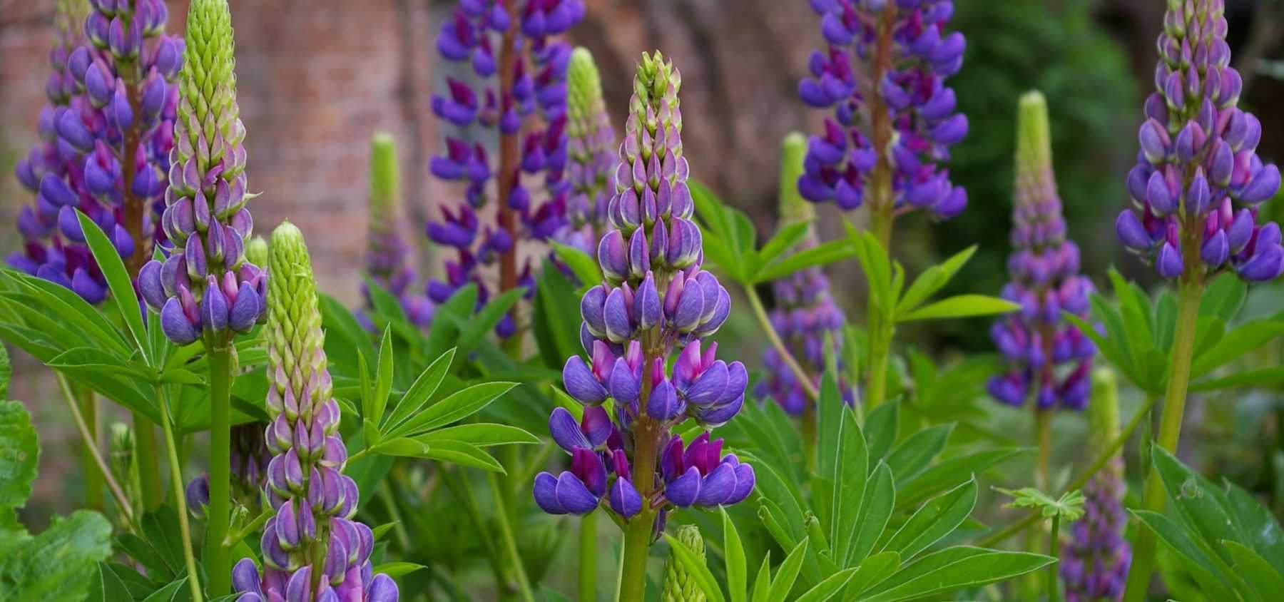 Erfolgreiche Lupinen pflanzen