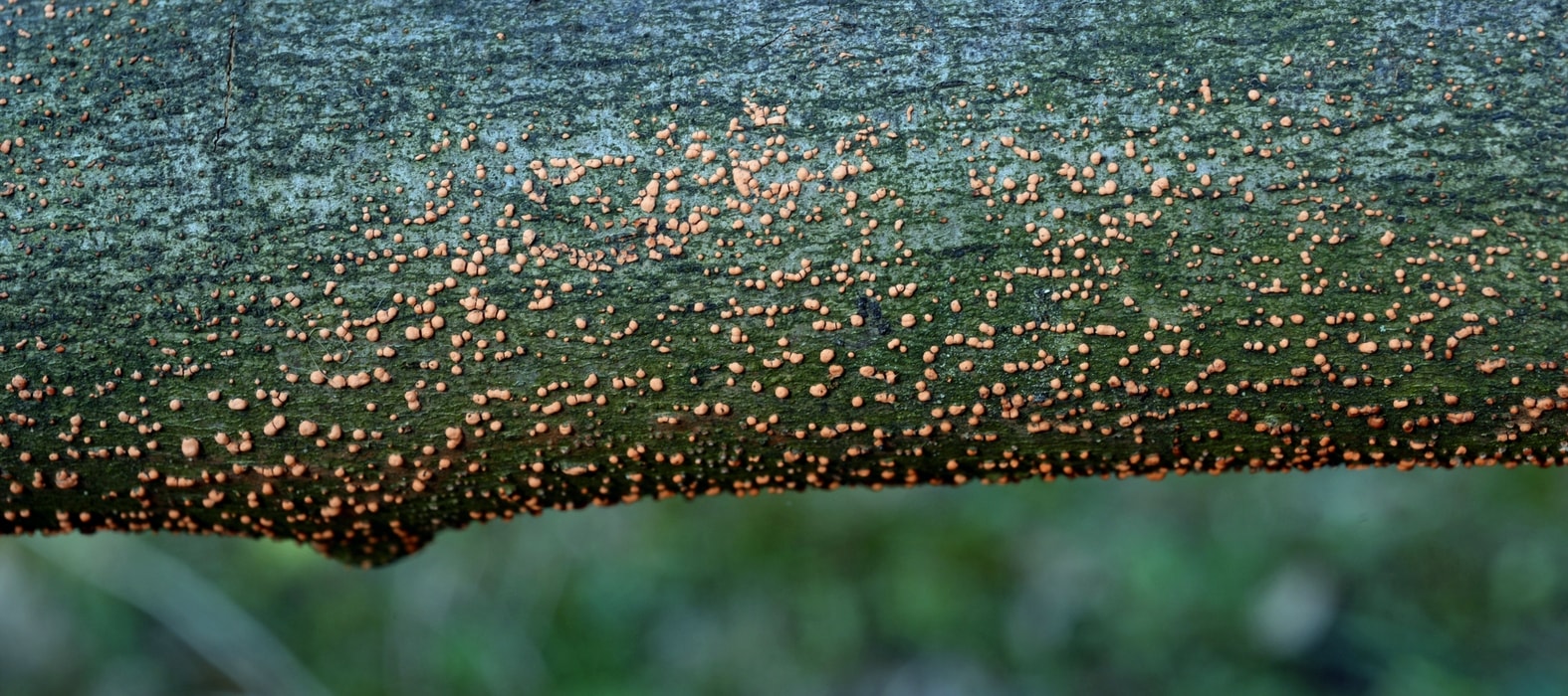 Korallenkrankheit, Nectria cinnabrina