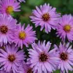 Aster auswählen, pflanzen und pflegen