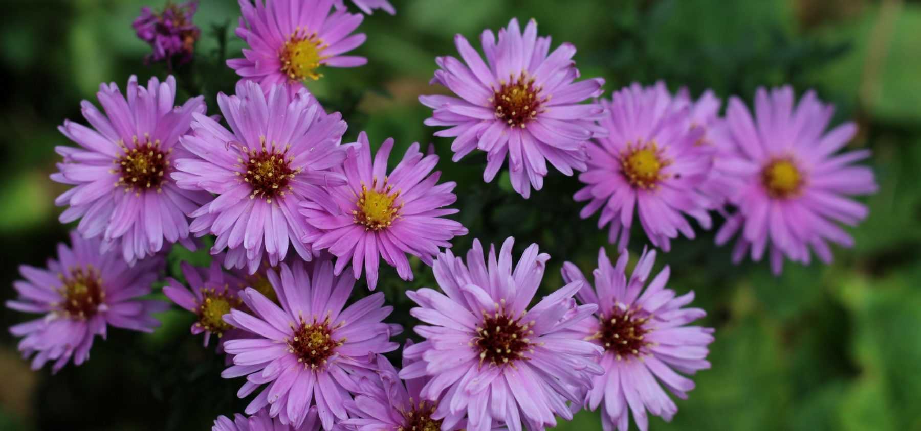 Aster auswählen, pflanzen und pflegen