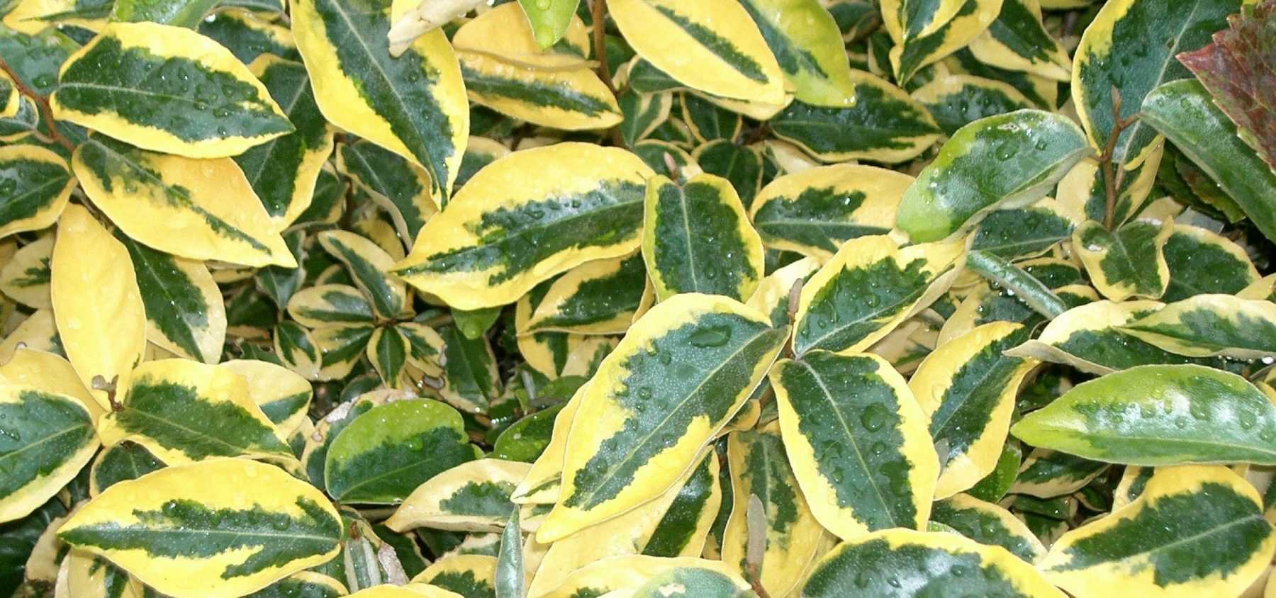 Mein Elaeagnus (Ölweide) verliert Blätter