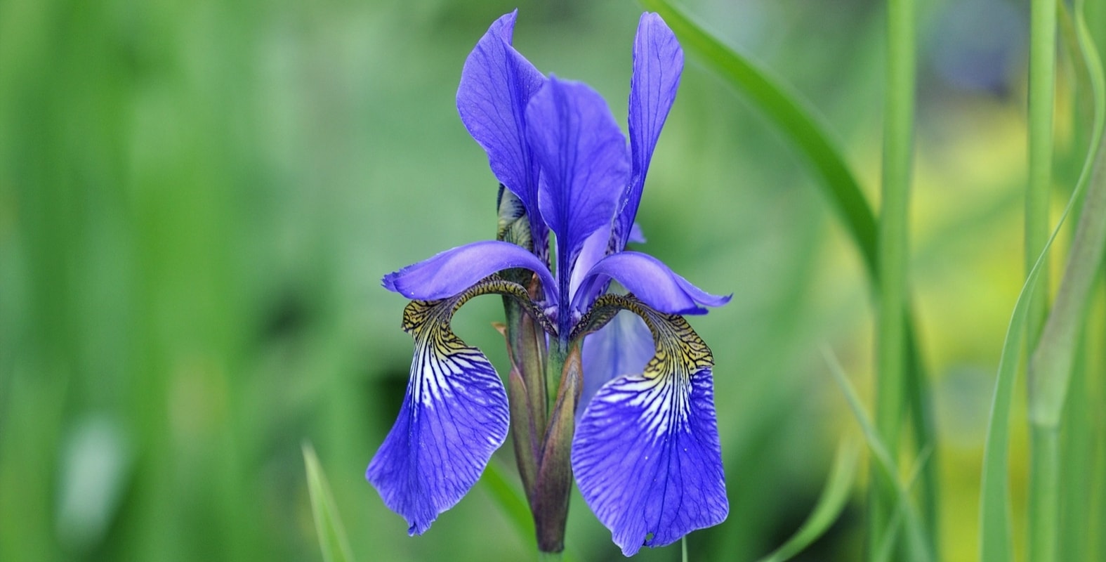 Pflege und Pflege von Iris