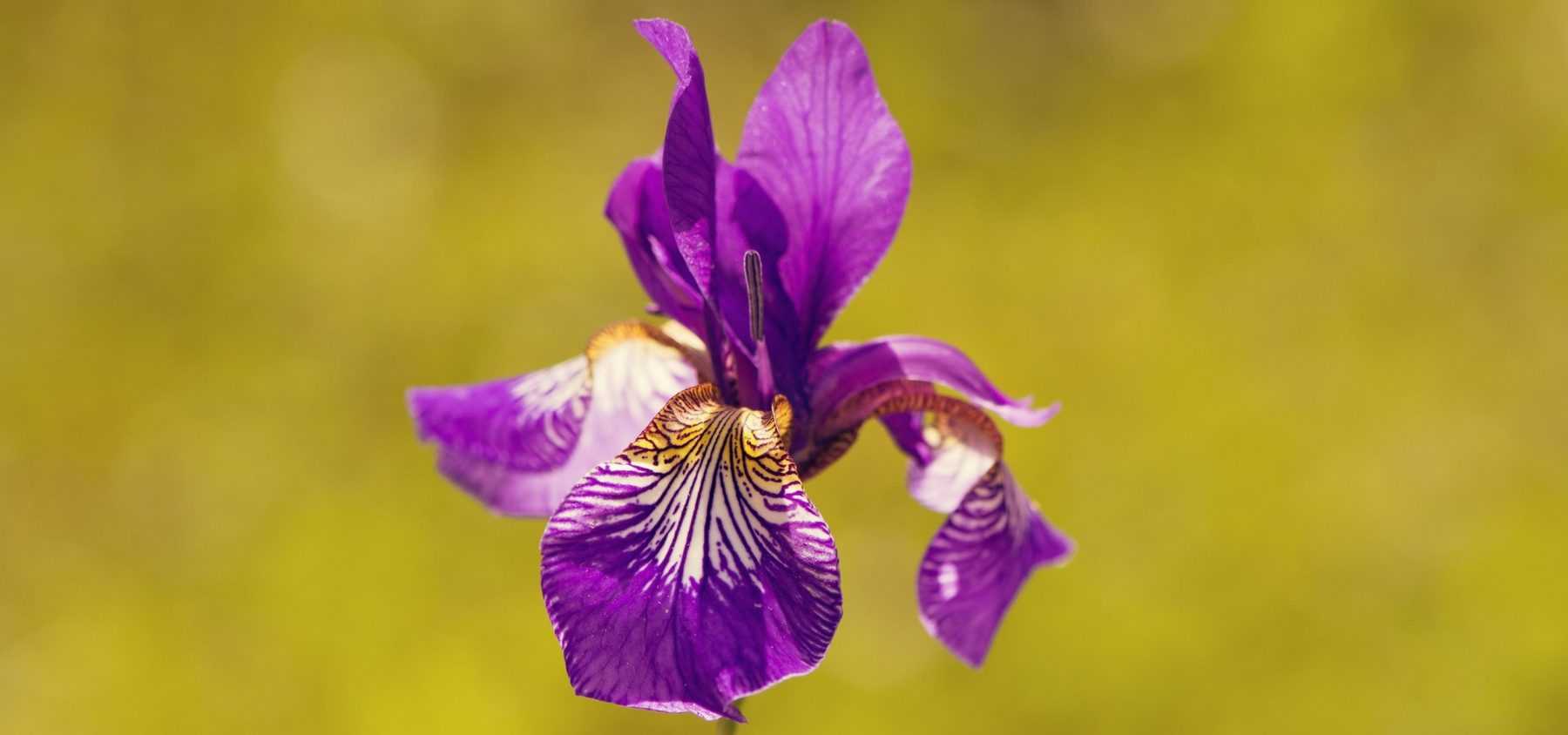 Wie man Iris pflegt