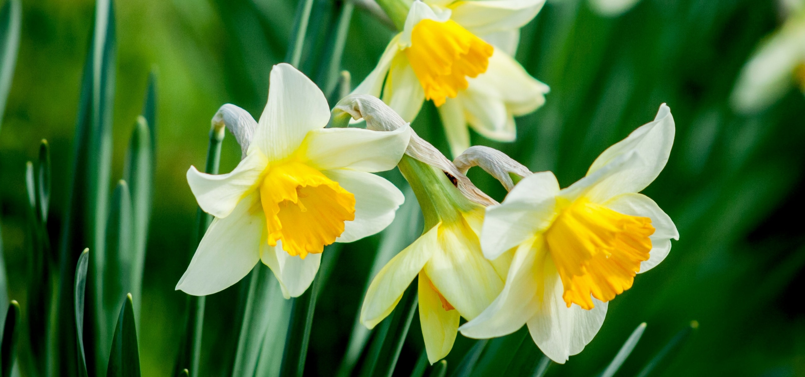 Frühe Narzissen pflanzen