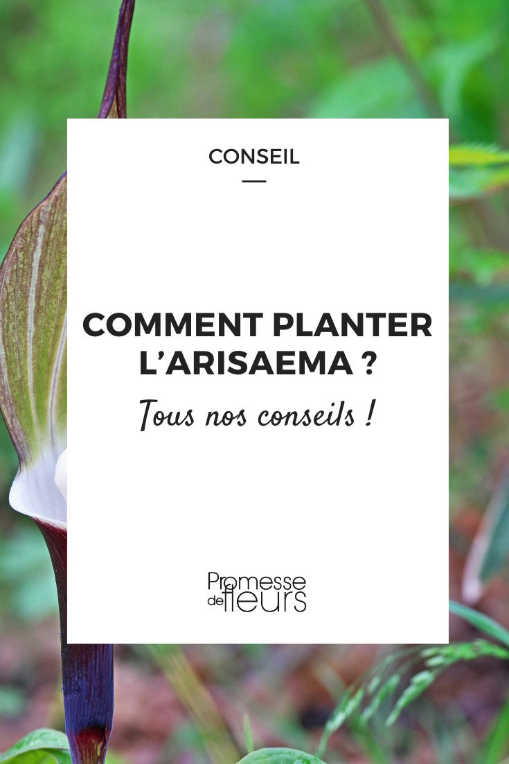 Pflanzung-Arisaema-Pinterest