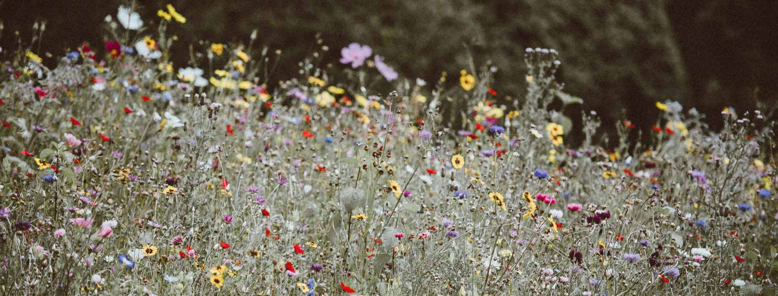 Erfolgreiche Aussaat von einjährigen Blumen