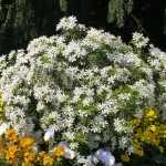 Der Choisya 'White Dazzler', er hat alles, um zu gefallen!