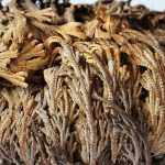 Die Rose von Jericho pflanzen und pflegen
